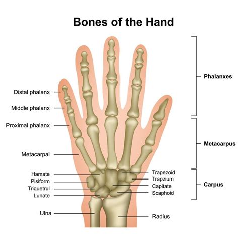 Finger Bones - JOI Jacksonville Orthopaedic Institute