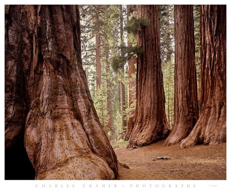 Bachelor and Three Graces, Mariposa Grove, Yosemite - Photographs by ...