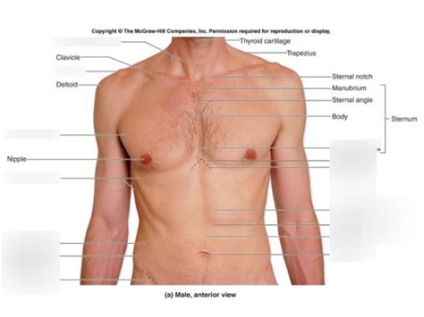 1: Surface Anatomy, Referred Pain and the Abdominal Wall Diagram | Quizlet