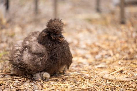 Silkie Chicken: Breed Profile and Complete Care Guide (2024)