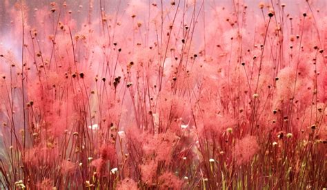 Pink Grass Flowers On A Grassy Field Background, Autumn, Gyeonggi Do, Park Background Image And ...