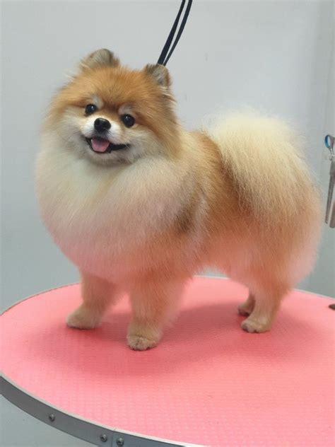 Pin by Christina Pape on pomeranian in 2022 | Cute animals puppies, Pomeranian puppy haircut ...