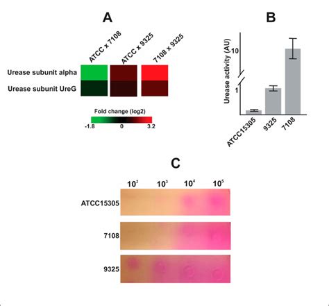 Urease enzymatic assays with protein extract from and secreted by S.... | Download Scientific ...