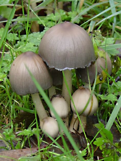 Shaggy Manes and Inky Caps: Mushrooms, Uses, and Health Effects - Owlcation - Education