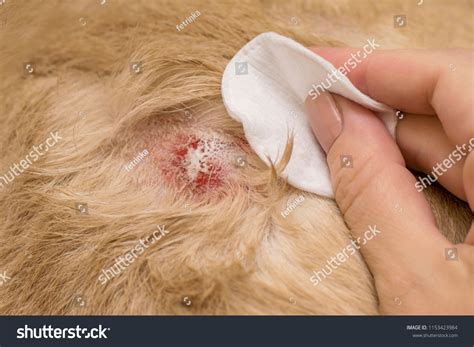 Dog Dermatitis Cream | atelier-yuwa.ciao.jp