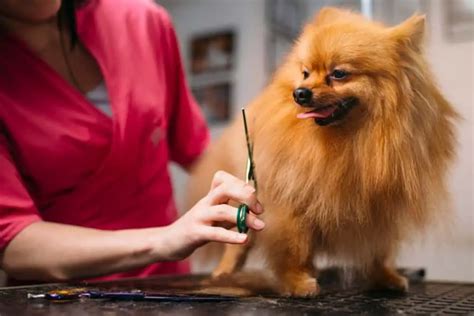 Grooming Pomeranian At Home | atelier-yuwa.ciao.jp