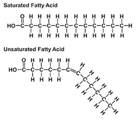 The Chemistry of Cells - ORGANIC - Physio - SCIENTIST CINDY