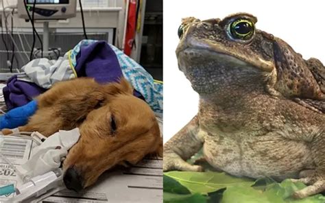 Cane Toad Dog Poison Symptoms - Act Immediately on These Signs!