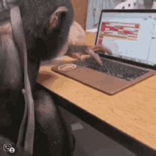 Monkey Typewriter Gif