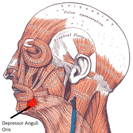 Depressor Anguli Oris Muscle | Overview, Attachments & Function | Study.com