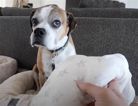 Heart-Melting Moment: American Bulldog Meets Newborn Baby for the First ...