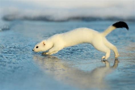 Ermine Animal Facts | Mustela erminea | AZ Animals