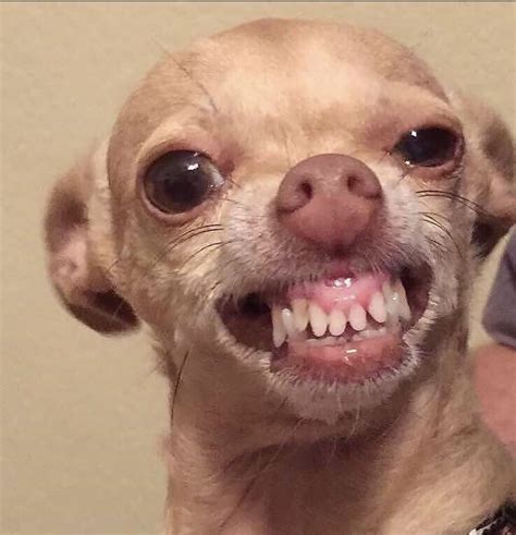 Chihuahua Smiling With Teeth Meme - Pets Lovers