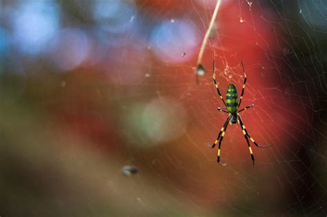 World’s Strongest Spider Web: Invasive Joro Spider Facts