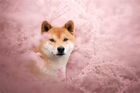 Download Animal Shiba Inu HD Wallpaper