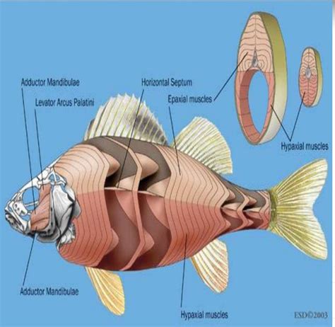 Sistem Otot Pada Ikan - Homecare24