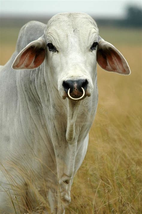 Brahman bull. White brahman bull , #Sponsored, #bull, #Brahman, #brahman, #White #ad | Bull ...