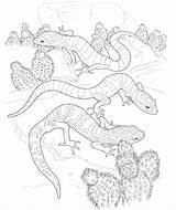 Gecko Coloring Pages  Best For Kids sketch template