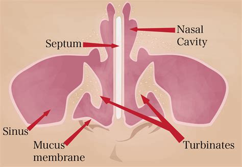 Anatomy of the Nose | Internal and External Nasal Structure
