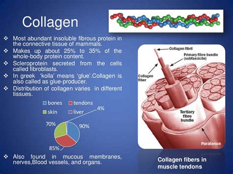 Collagen! - The connective Tissue Protein