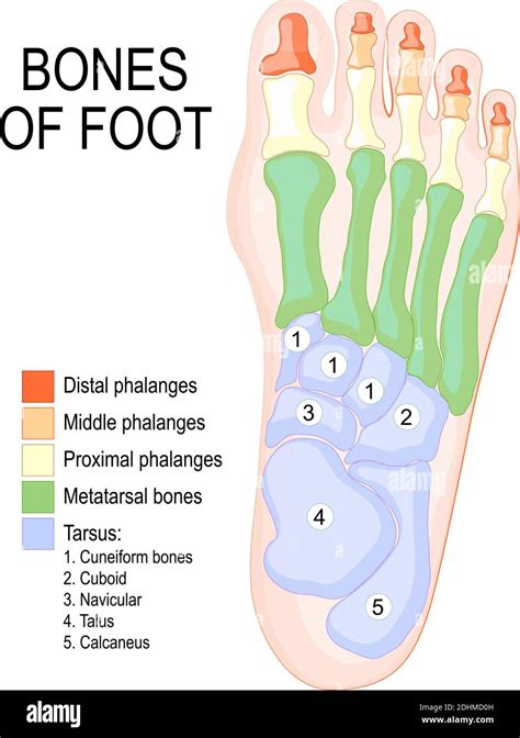 Bones of foot. Human Anatomy. The diagram shows the placement and names ...