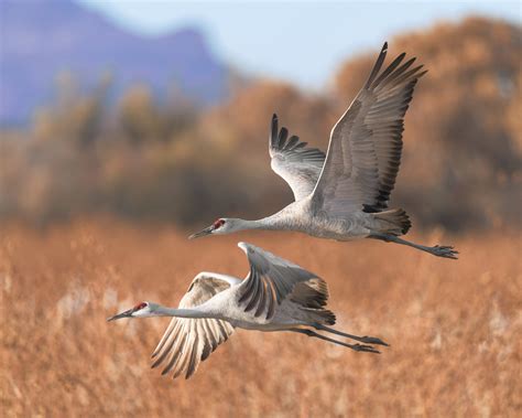 Sandhill Crane — FoodStory