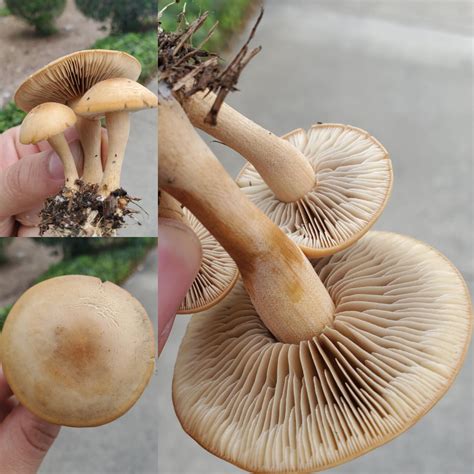 Honey Mushroom? : r/mycology