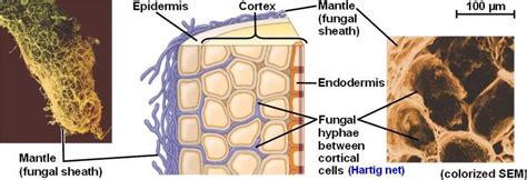 What is the Difference Between Ectomycorrhizae and Endomycorrhizae ...