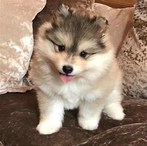 Pomsky Puppies For Adoption Near Me - Cute Puppies for Me