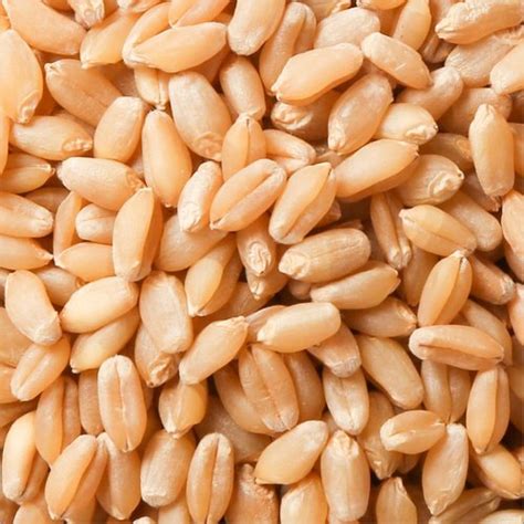 Brown Whole Wheat Grain at Best Price in Muzaffarpur | Internations ...