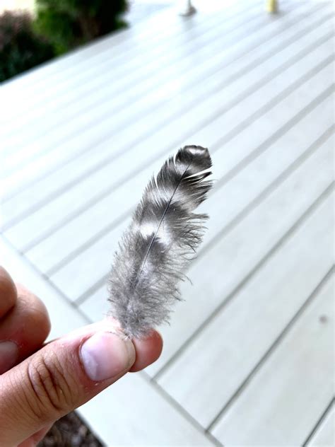 Assorted Chicken Feathers | Etsy