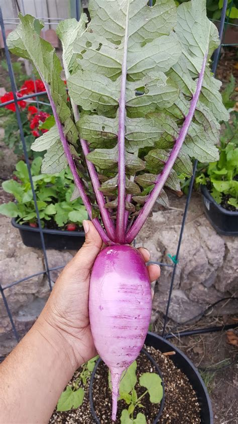 California Gardening: Growing Purple Daikon Radish In Containers