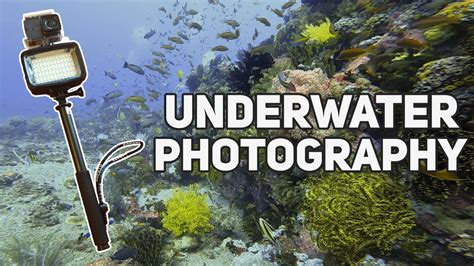 Affordable Underwater Photography Equipment - YouTube