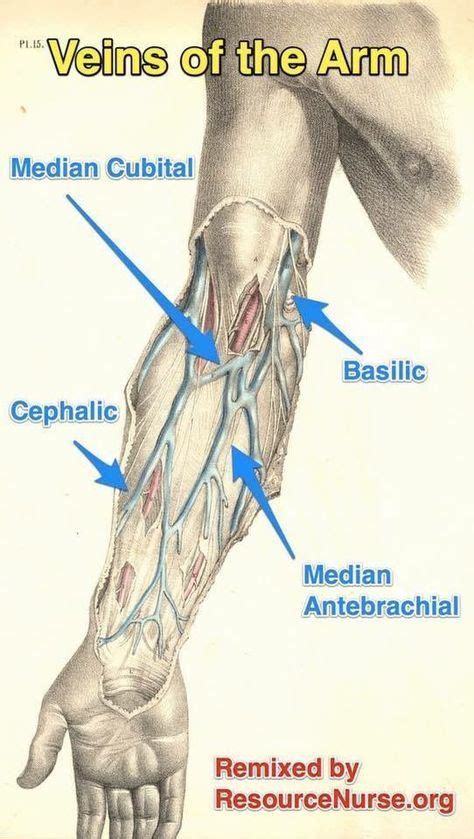 Veins of the Arm | Phlebotomy, Medical knowledge, Medical anatomy