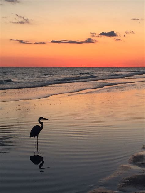 I took this one of my first nights at the beach. It was just me and the bird. A wonderful way to ...