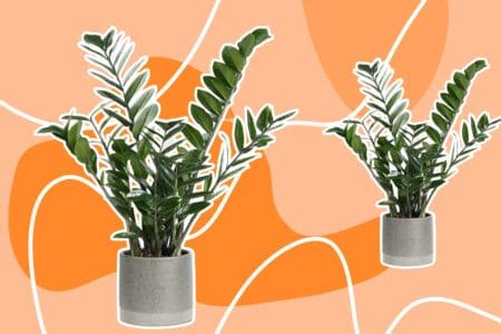 ZZ Plant Care: A Simple Guide for Healthy Growth - Petal Republic