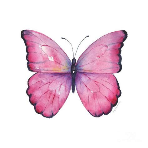 105 Pink Celestina Butterfly Art Print by Amy Kirkpatrick | Butterfly watercolor, Butterfly ...