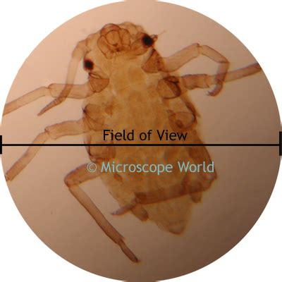 Explicación del campo de visión del microscopio | My Star Idea