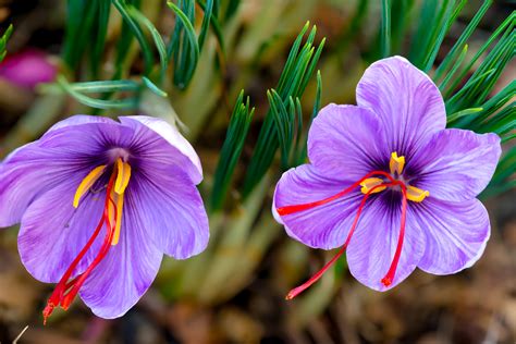 Crocus Sativus Saffron Bulbs Autumn Flowering Pack of 10 - Crocus Bulbs