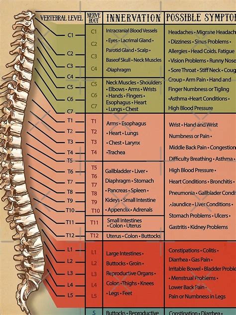 "Spinal Nerve Function Chart, Root Chart, Chiropractic - Osteopathy ...