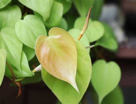 Heartleaf Philodendron Guide: How to Grow & Care for "Philodendron ...