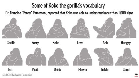 Koko, the gorilla who knew sign language, dies at 46