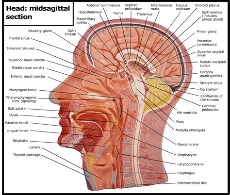 Midsagittal Section Of The Brain Color Coded