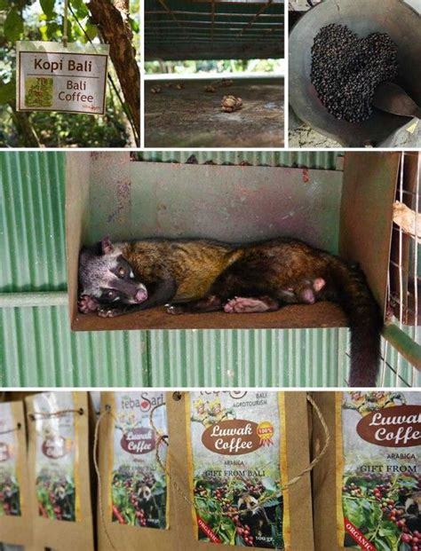 what to know about civet coffee before you go civet coffee tasting in Bali. Civet Coffee ...