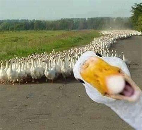 'Don't forget me in the Photo' - Funny Duck | Funny animals, Funny ...