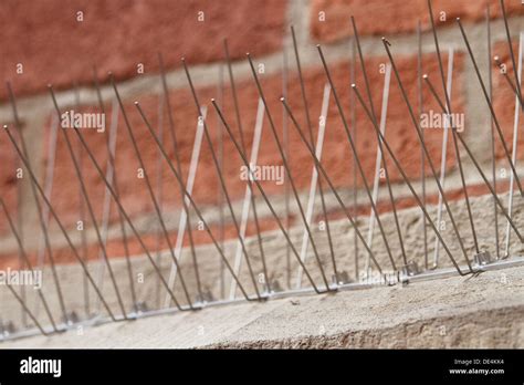 Poland pigeon deterrent spikes hi-res stock photography and images - Alamy