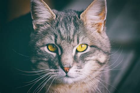 Gray Tabby Cat · Free Stock Photo