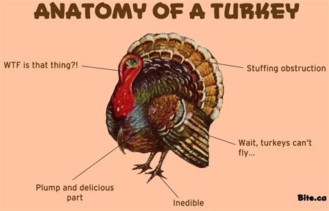 Turkey Anatomy - Anatomical Charts & Posters