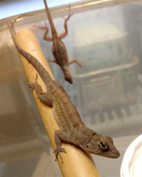 Brown Anoles