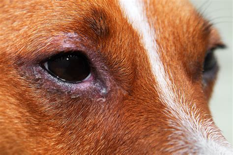 What Are The Symptoms Of Conjunctivitis In Dogs